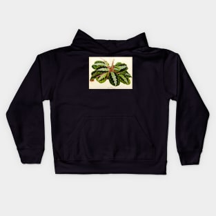 Maranta leuconeura 'Silver Band'- Flore des serres et des jardin de l’Europe - botanical illustration Kids Hoodie